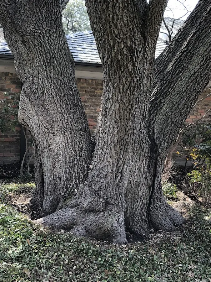 Mature heritage tree close to a Browns Summit property cared for by certified arborists